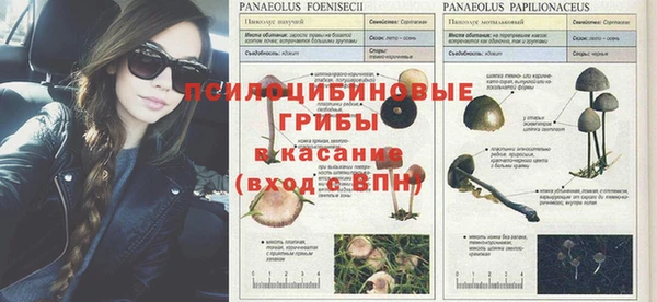 spice Аркадак